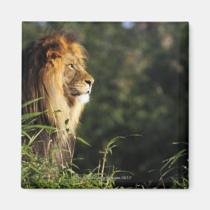 Imán León africano masculino en el parque zoológico e