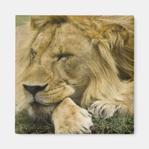 Imán León africano, Panthera leo, dormido