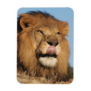 Imán León africano (Panthera Leo), sabana africana