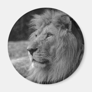Imán León blanco y negro - Animal salvaje