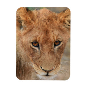 Imán León Cub