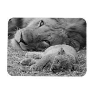 Imán León Cub lindo que descansa con el padre