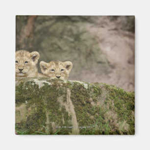 Imán León Cubs que mira a escondidas sobre roca