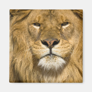 Imán León de Berbería africano, Panthera leo leo, uno d