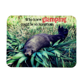 Imán León de mar que atrapa