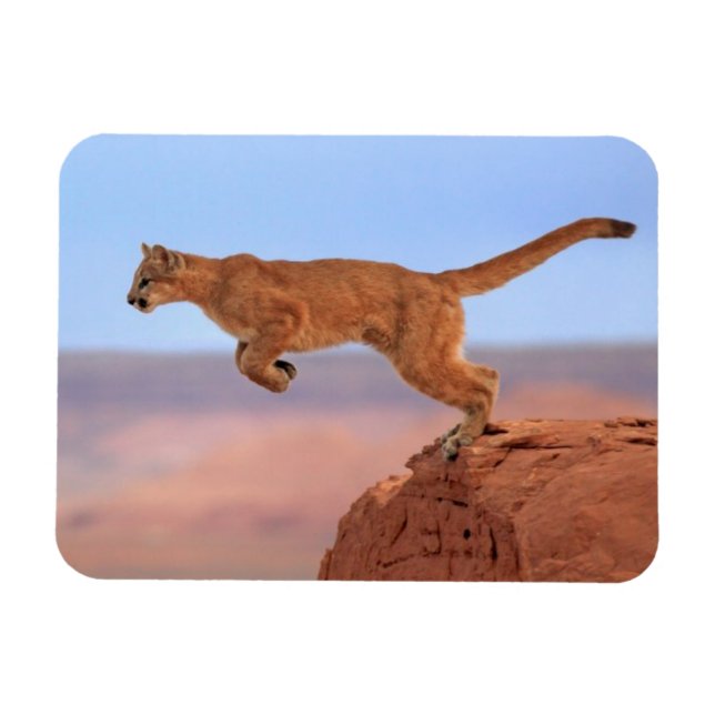 Imán León de montaña (Horizontal)