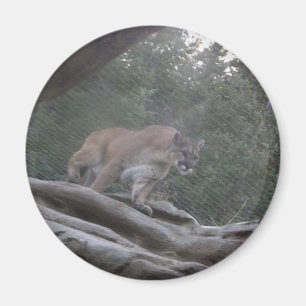 Imán León de montaña