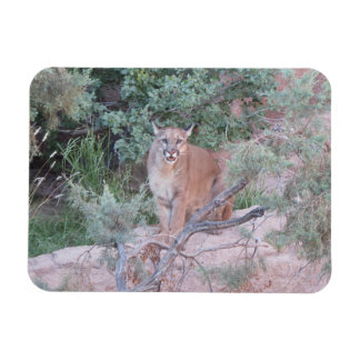 Imán León de montaña