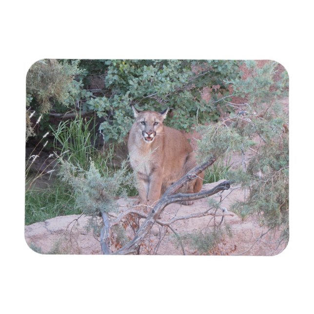 Imán León de montaña (Horizontal)