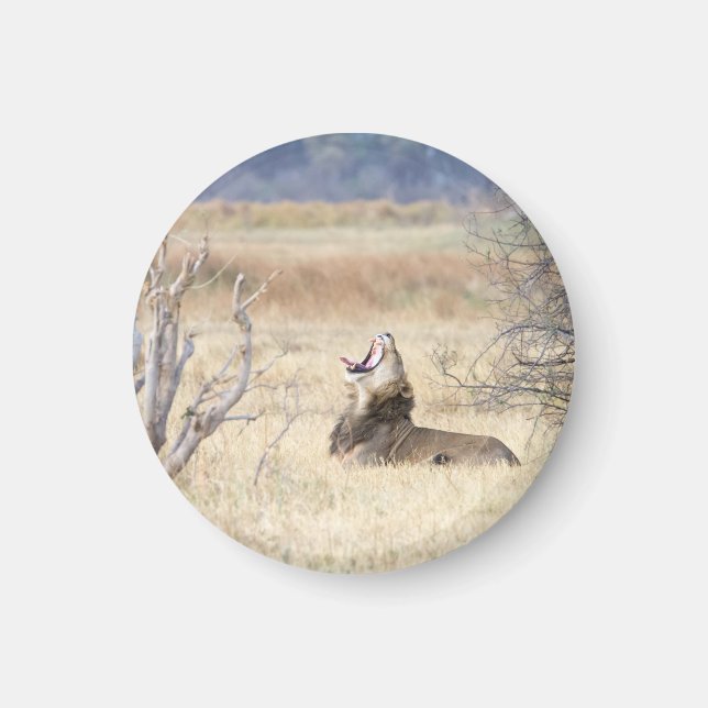 Imán León de Yawning (Frente)