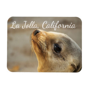 Imán León del Mar Bebé, La Jolla, California