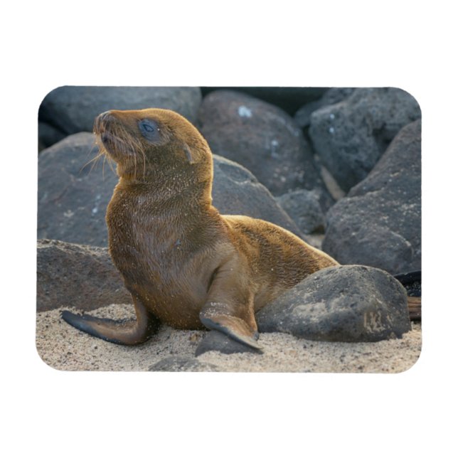 Imán León del Mar de Galápagos (Horizontal)