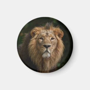 Imán León en las sombras