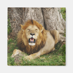 Imán León en Maasai Mara 1