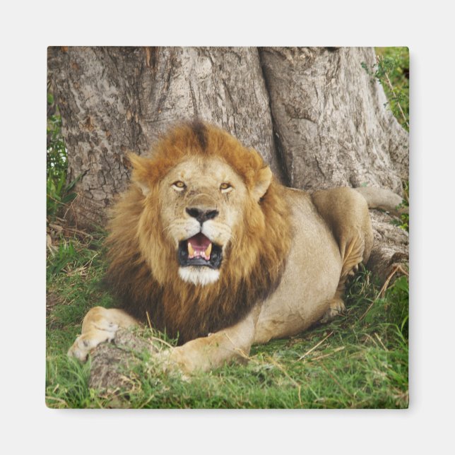 Imán León en Maasai Mara 1 (Frente)