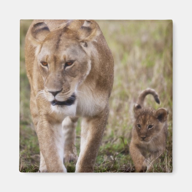Imán León femenino con cachorro (Frente)