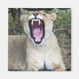 Imán León femenino (Panthera leo), nacional de Mara de