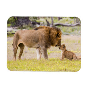 Imán León macho alfa inspecciona el cubo