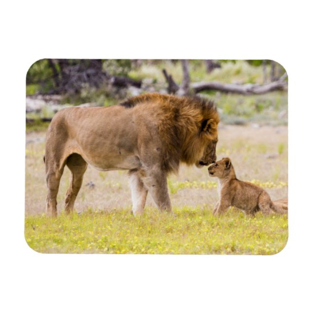 Imán León macho alfa inspecciona el cubo (Horizontal)