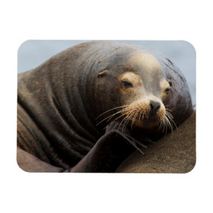 Imán León Marino de California Descansando