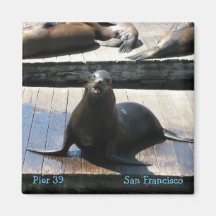 Imán León marino en el muelle 39 en San Francisco