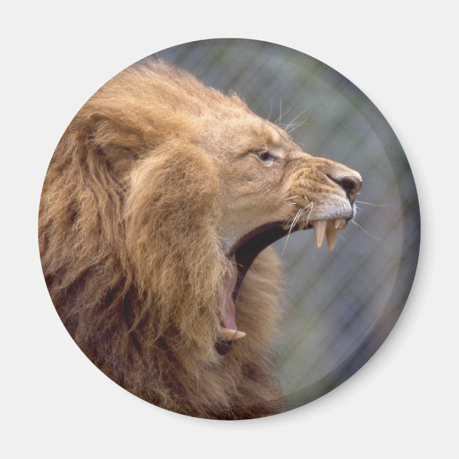 Imán León masculino (Frente)