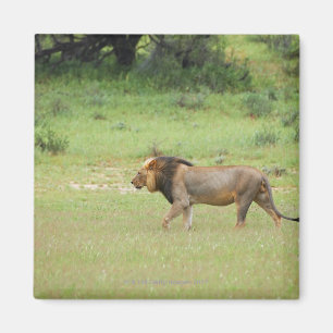 Imán león masculino que camina, Panthera leo, Kgalagad