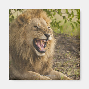 Imán León masculino que gruñe (Panthera leo), Okavang