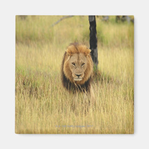 Imán León (Panthera leo) caminando en un bosque,