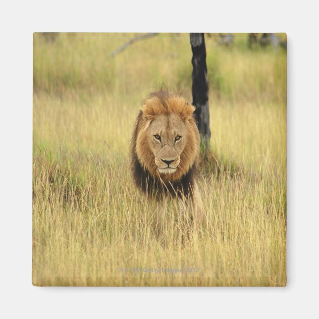 Imán León (Panthera leo) caminando en un bosque, (Frente)