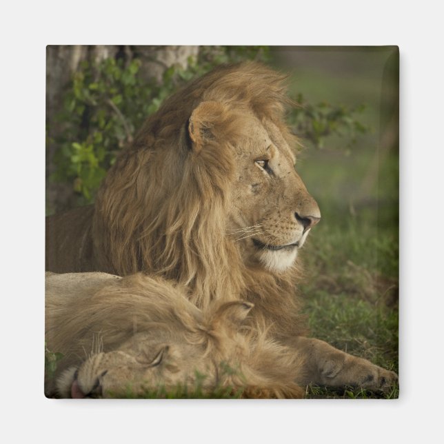 Imán León, Panthera leo, Lower Mara, Masai Mara GR, (Frente)