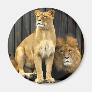 Imán ¿León - por qué usted se está sentando en mí?