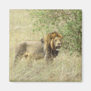 Imán león regional