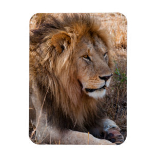 Imán León Reserva Nacional Maasai Mara, Kenia