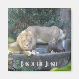 Imán León, Rey de la Jungla