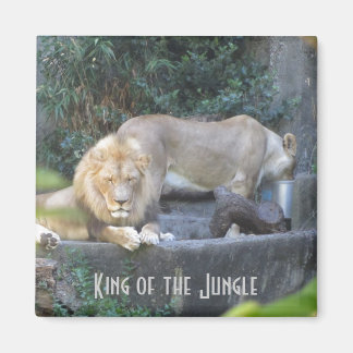 Imán León, Rey de la Jungla