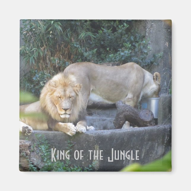 Imán León, Rey de la Jungla (Frente)