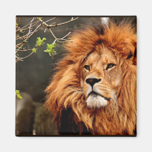 Imán León, Rey de la Selva