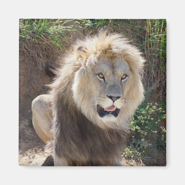 Imán León sentado en las rocas (Frente)