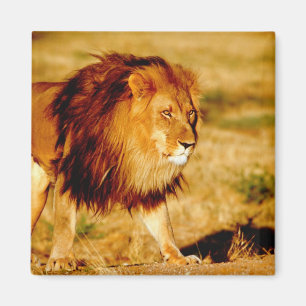 Imán León solitario