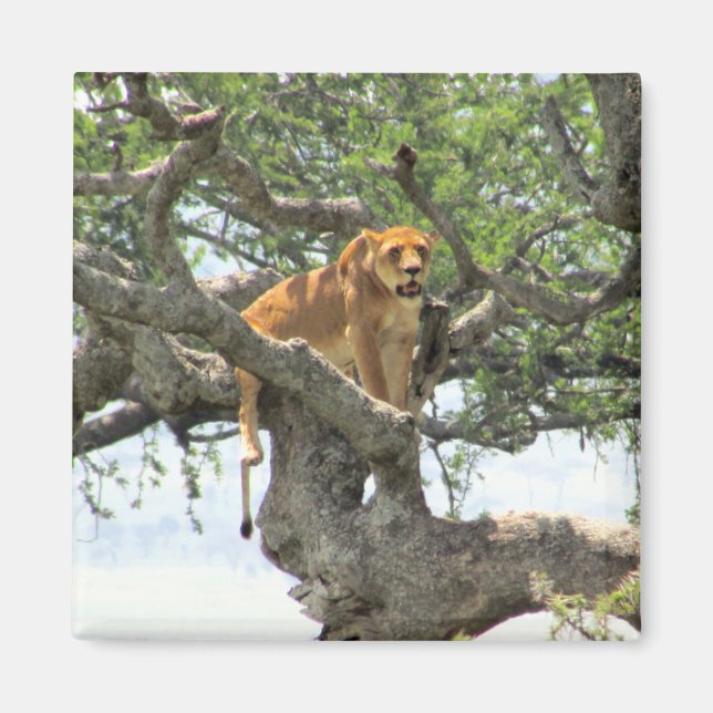 Imán león trepador (Frente)