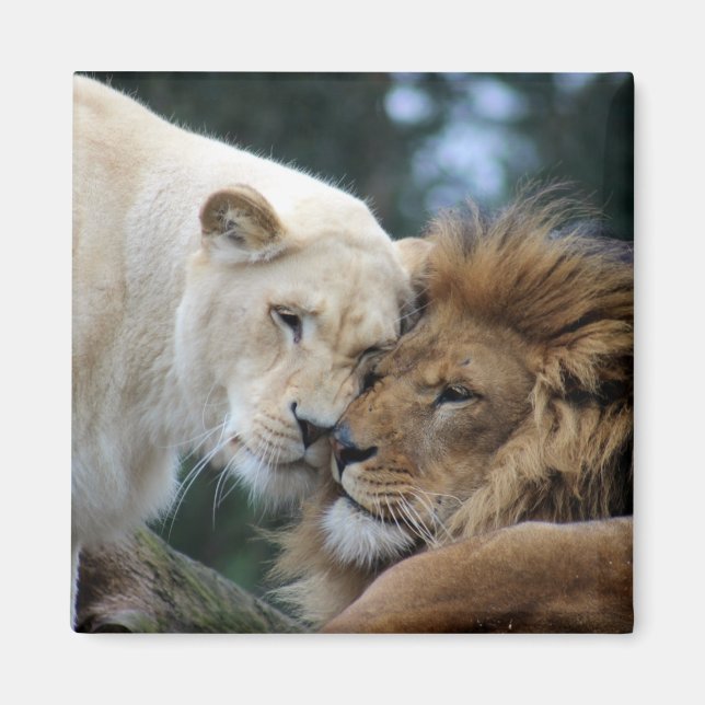 Imán León y leona (Frente)