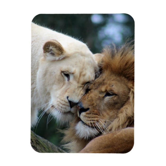 Imán León y leona (Vertical)