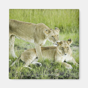 Imán León y leona, África