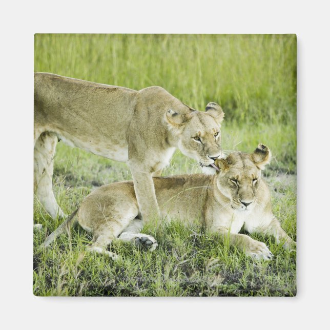 Imán León y leona, África (Frente)
