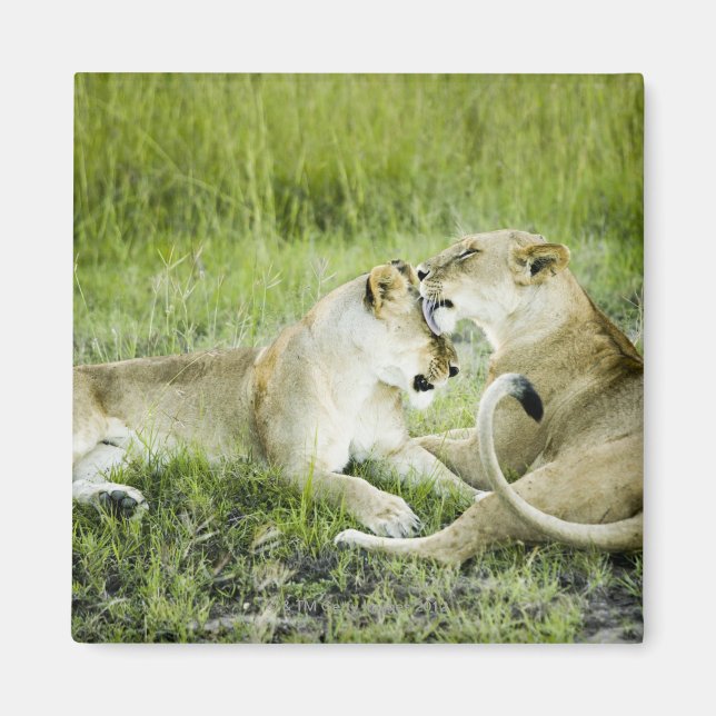 Imán León y leona, África 2 (Frente)