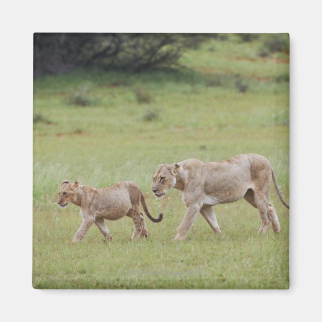 Imán leona caminando con cachorros, león, Panthera leo, (Frente)