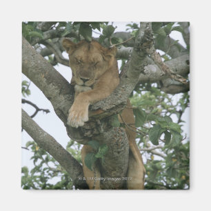 Imán Leona que sube del árbol (Panthera leo), reina