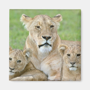 Imán Leona y dos cachorros, África Oriental, Tanzania,
