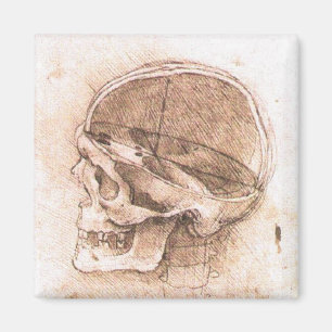 Imán Leonardo da Vinci Bella Artes de anatomía craneal